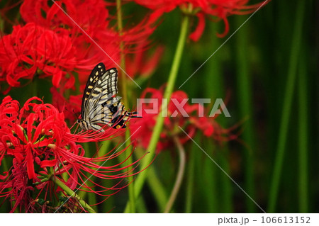 赤い彼岸花とアゲハチョウ 赤い彼岸花とアゲハチョウ 106613152