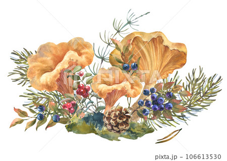 Watercolor illustration forest chanterelle mushrooms with blueberry bushes, forest plant, cones and spruce branch. Hand drawn iluustration, Isolated on a white background. 106613530