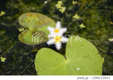 京都府立植物園 106613601
