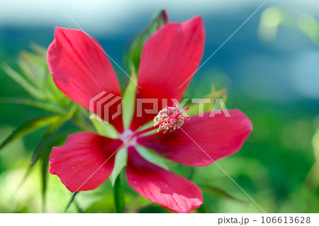 明るい空を背景に満開の紅色モミジアオイの花(マクロレンズ使用・自然光・接写写真) 明るい空を背景に満開の紅色モミジアオイの花(マクロレンズ使用・自然光・接写写真) 106613628