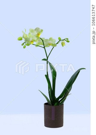 胡蝶蘭の花 106613747