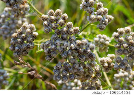 Common yarrow Achillea millefolium white flowers close up, floral background green leaves. Medicinal organic natural herbs, plants concept. Wild yarrow, wildflower 106614552