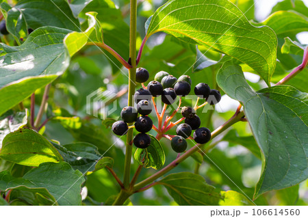 Dogwood berries - Cornus sanguinea Calcareous scrub bush 106614560