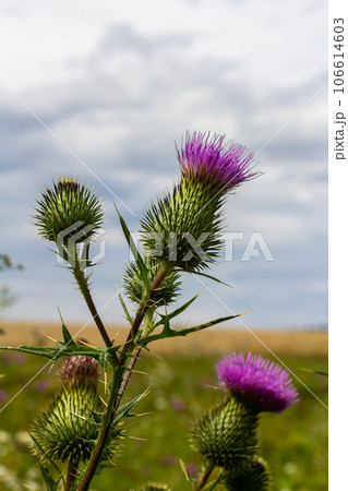Vertical closeup on a colorful purple spear-thistle flower, Cirsium vulgare 106614603