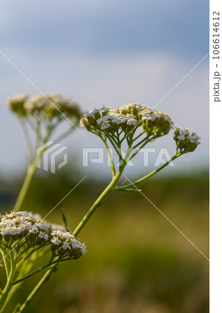 Common yarrow Achillea millefolium white flowers close up, floral background green leaves. Medicinal organic natural herbs, plants concept. Wild yarrow, wildflower 106614612