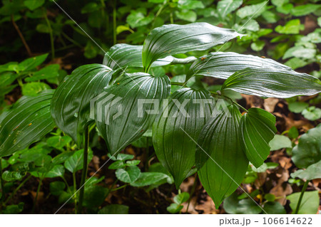 Unripe berries of Angular Solomon's seal also known as Scented Solomon's seal, Polygonatum odoratum Unripe berries of Angular Solomon's seal also known as Scented Solomon's seal, Polygonatum odoratum 106614622