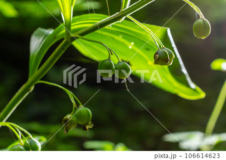 Unripe berries of Angular Solomon's seal also known as Scented Solomon's seal, Polygonatum odoratum 106614623