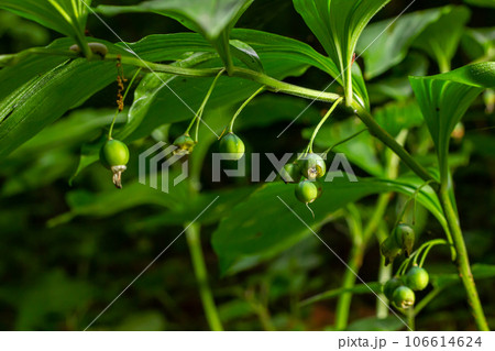 Unripe berries of Angular Solomon's seal also known as Scented Solomon's seal, Polygonatum odoratum Unripe berries of Angular Solomon's seal also known as Scented Solomon's seal, Polygonatum odoratum 106614624