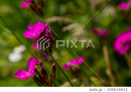 Close up small pink wildflower blossoms and stem, specifically Deptford Pink Dianthus armeria, with a meadow out of focus in the background Close up small pink wildflower blossoms and stem, specifically Deptford Pink Dianthus armeria, with a meadow out of focus in the background 106614632
