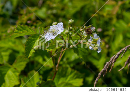 Flower of European dewberry Rubus caesius in the summer 106614633