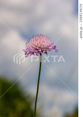 Close-up of a pink colored field scabious Knautia arvensis blooming on a green meadow Close-up of a pink colored field scabious Knautia arvensis blooming on a green meadow 106614634