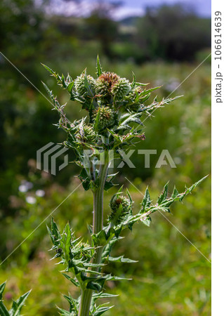 Close up selective focus of Great globe thistle, known as Echinops sphaerocephalus and Glandular globe thistle 106614639