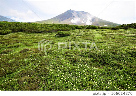 カムイミンタラ、神々の遊ぶ庭、大雪山、旭岳ロープウェイ、初夏の北海道、七月、旭岳は地球上のキャンパス 106614870