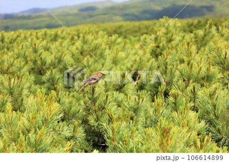 カムイミンタラ、神々の遊ぶ庭、大雪山、旭岳ロープウェイ、初夏の北海道、七月、旭岳は地球上のキャンパス カムイミンタラ、神々の遊ぶ庭、大雪山、旭岳ロープウェイ、初夏の北海道、七月、旭岳は地球上のキャンパス 106614899