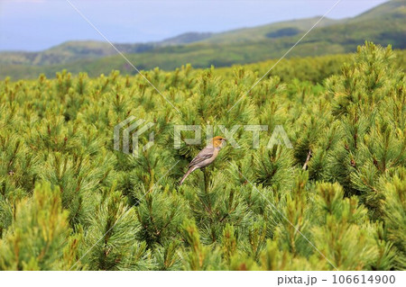 カムイミンタラ、神々の遊ぶ庭、大雪山、旭岳ロープウェイ、初夏の北海道、七月、旭岳は地球上のキャンパス カムイミンタラ、神々の遊ぶ庭、大雪山、旭岳ロープウェイ、初夏の北海道、七月、旭岳は地球上のキャンパス 106614900