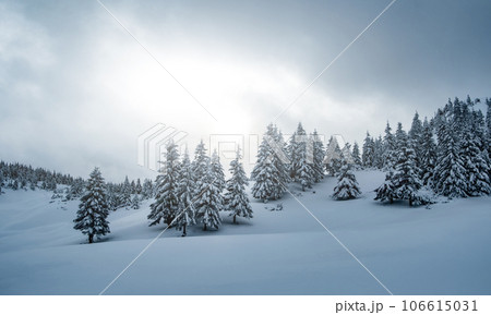 Pine trees with snow on mountain Pine trees with snow on mountain 106615031