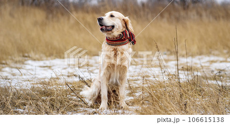 Golden retriever dog walking in the winter field 106615138