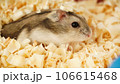 A Cute Hamster with sawdust. 106615468