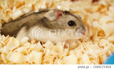 A Cute Hamster with sawdust. 106615468