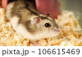 A Cute Hamster with sawdust. 106615469