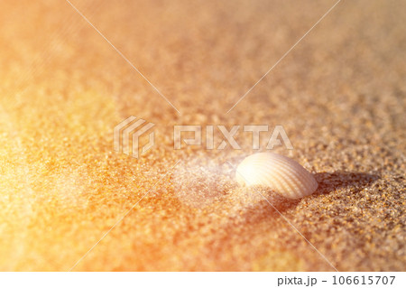 Shell in the sand. View of the sandy beach and the rays of the setting sun. 106615707