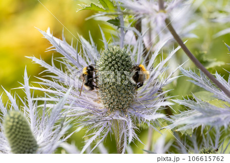 Eryngium alpinum 'Blue Jackpot' also known as Blue Sea Holly Eryngium alpinum 'Blue Jackpot' also known as Blue Sea Holly 106615762
