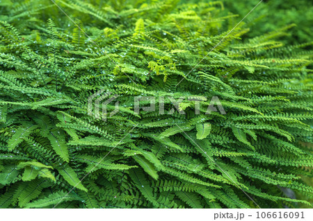 plant background, green leaves, nephrolepis fern covered with dew plant background, green leaves, nephrolepis fern covered with dew 106616091