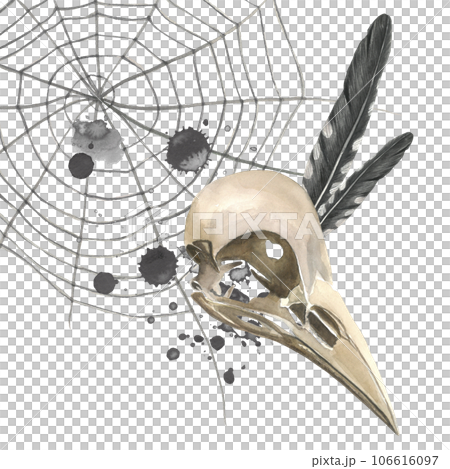 Watercolor illustration of a crow skull, cobwebs, cuckoo feathers and ink blots. Isolated on a transparent background hand drawn Watercolor illustration of a crow skull, cobwebs, cuckoo feathers and ink blots. Isolated on a transparent background hand drawn 106616097