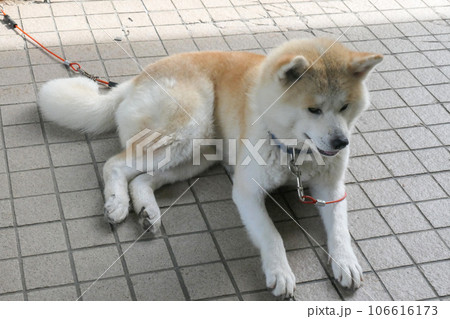 秋田県田沢湖にいた秋田犬　猛暑にゲンナリの秋田犬 106616173