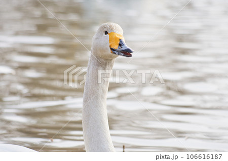 北海道の春に訪れるハクチョウ 106616187