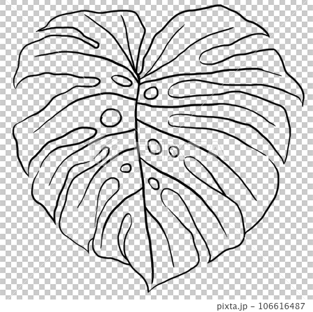 Black outlines tropical monstera leaf... - Stock Illustration [106616487] -  PIXTA