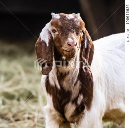 Buer goat on the nature 106616686