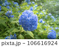紫陽花 106616924