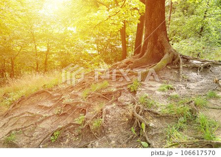 Mighty roots of an old tree in green forest in daytime Mighty roots of an old tree in green forest in daytime 106617570