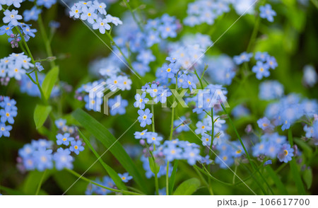 blue forget-me-not growing in a flower bed blue forget-me-not growing in a flower bed 106617700