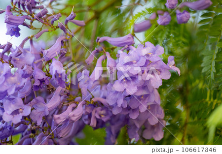 violet jacaranda flowers on tree violet jacaranda flowers on tree 106617846