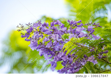 violet jacaranda flowers on tree 106617847