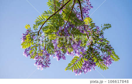violet jacaranda flowers on tree 106617848