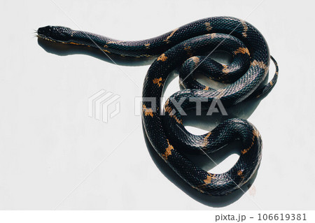 A close up of Schrenck's rat snake Elaphe schrenckii. A black snake on a white background 106619381
