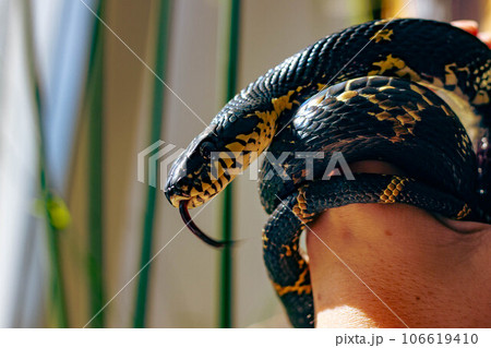 A close up of Schrenck's rat snake Elaphe schrenckii on the arm A close up of Schrenck's rat snake Elaphe schrenckii on the arm 106619410