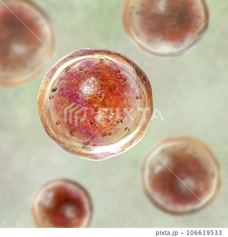 Emmonsia microscopic pathogenic fungi, adiaspore stage, 3D illustration Emmonsia microscopic pathogenic fungi, adiaspore stage, 3D illustration 106619533
