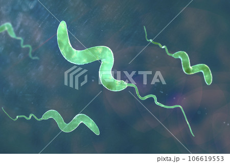 Campylobacter bacteria, 3D illustration. 106619553
