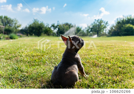 French bulldog puppy sit on a green lawn in the backyard. 106620266