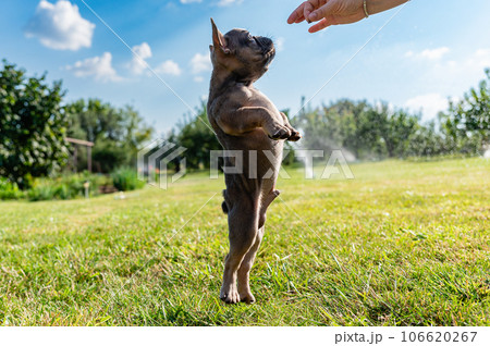 The female hand gives the french bulldog puppy food. 106620267