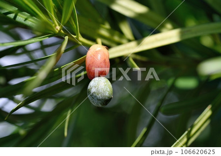 イヌマキの実 106620625