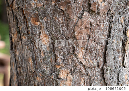 A close-up photo of a tree trunk. There is a forest in the background, and free space for text. The bark of the trunk is infected with pests. Bark destroyed by the weather.  106621006