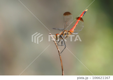 リスアカネ（オス） 106621167