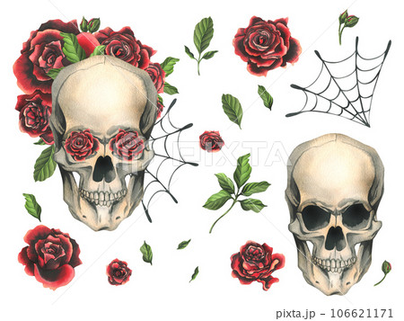 Human skull with red roses and cobwebs. Hand drawn watercolor illustration for day of the dead, halloween, Dia de los muertos. Set of isolated elements on a white background. 106621171