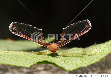 アヤヘリハネナガウンカ 106621343