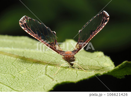 アヤヘリハネナガウンカ 106621426